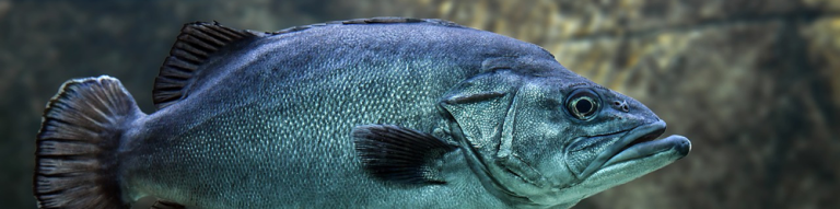 Die Jagd nach den großen Fischen